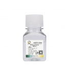 AQ522 RIPA裂解液(中) 